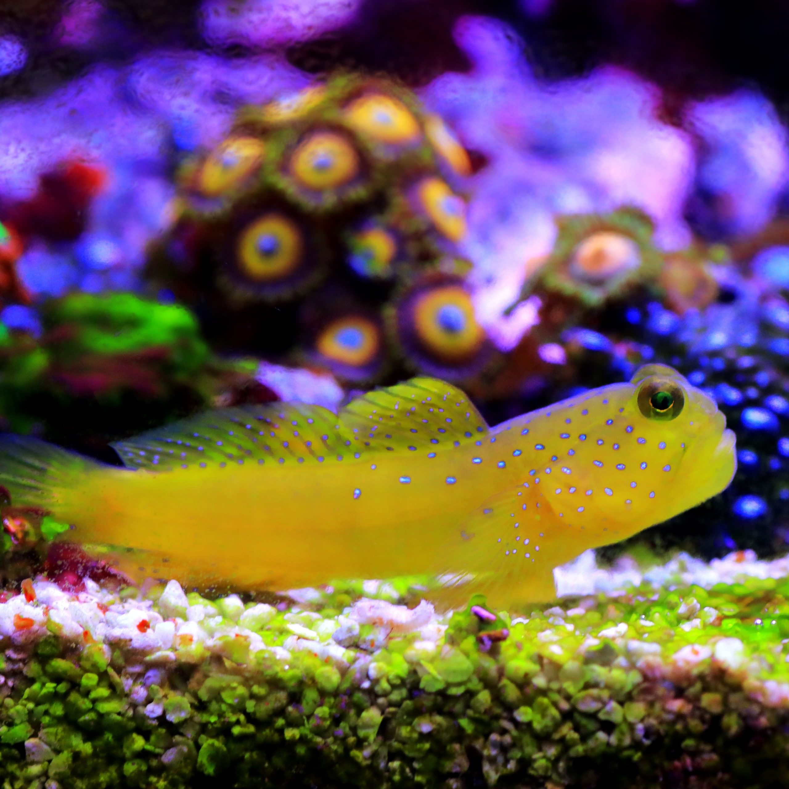 Cryptocentrus Cinctus