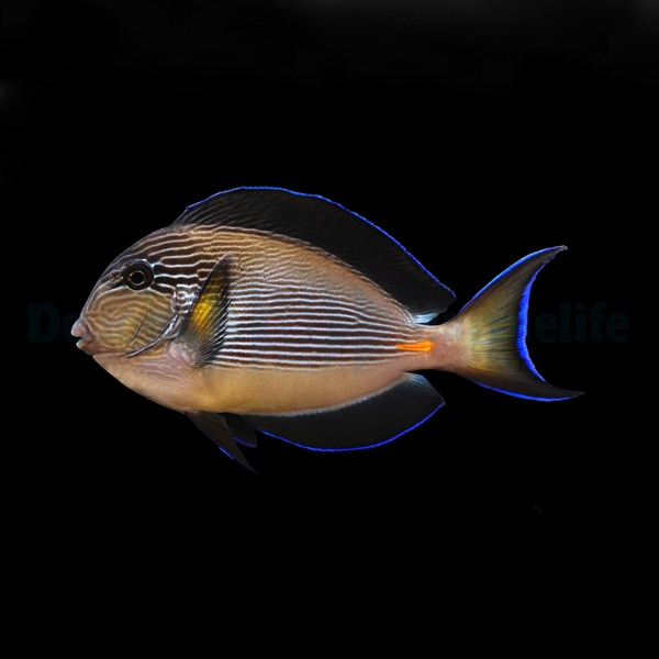 Acanthurus Sohal